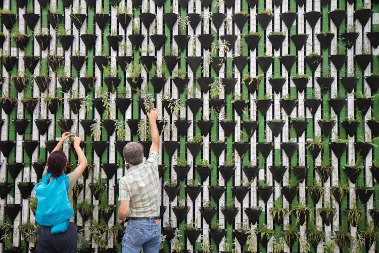 two people caring for a plan wall where hundreds of plants are visible.