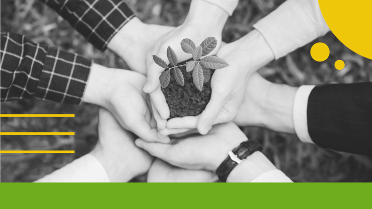 Hands holding a plant